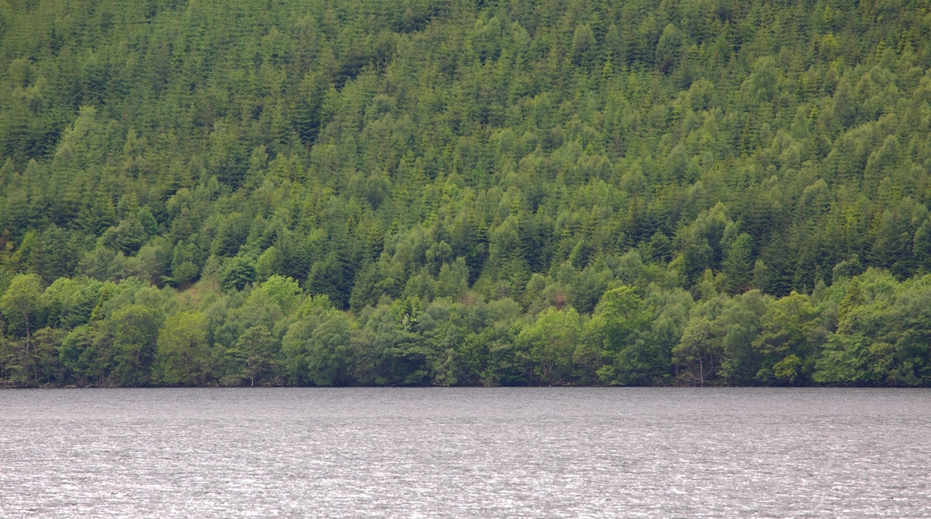 Fort William showing tranquil scenes, a lake or waterhole and forests