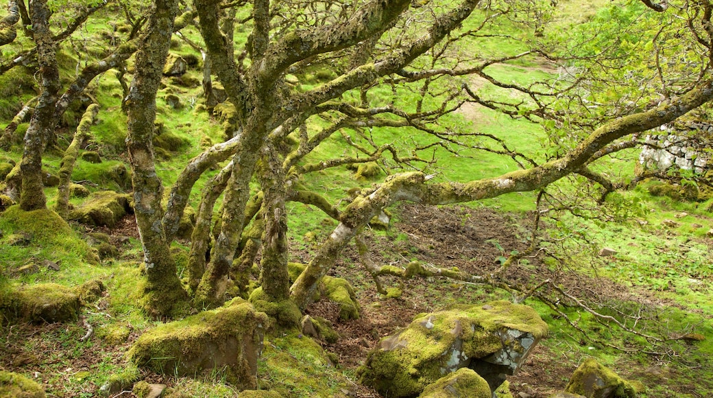 Isle of Skye som inkluderer rolig landskap