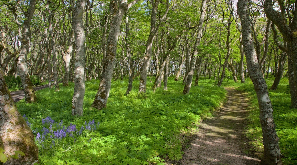 Castle of Mey som visar skogslandskap och stillsam natur