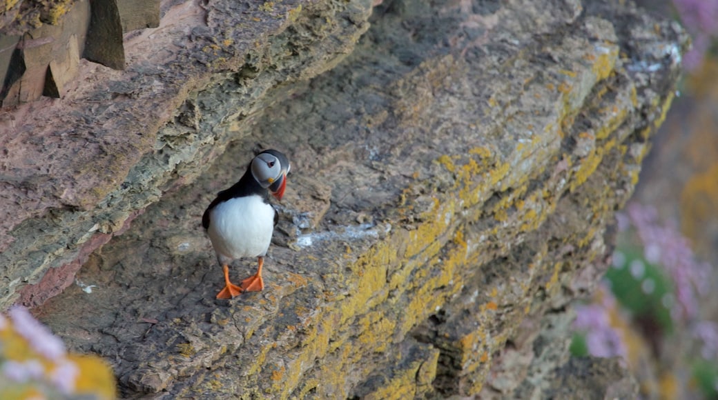 Duncansby Head mit einem Vögel und niedliche oder freundliche Tiere