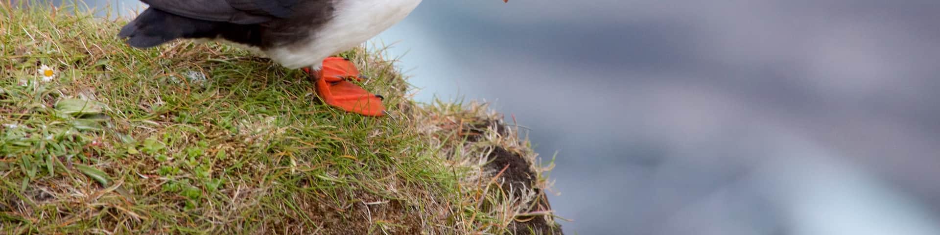 Dunnet Head Lighthouse showing cuddly or friendly animals and bird life
