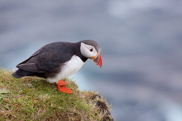 Dunnet Head Lighthouse mit einem niedliche oder freundliche Tiere und Vögel