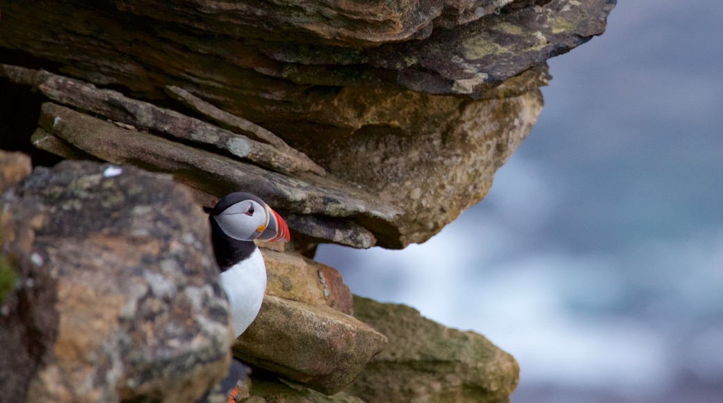 Faro Dunnet Head che include costa frastagliata, animali domestici e volatili