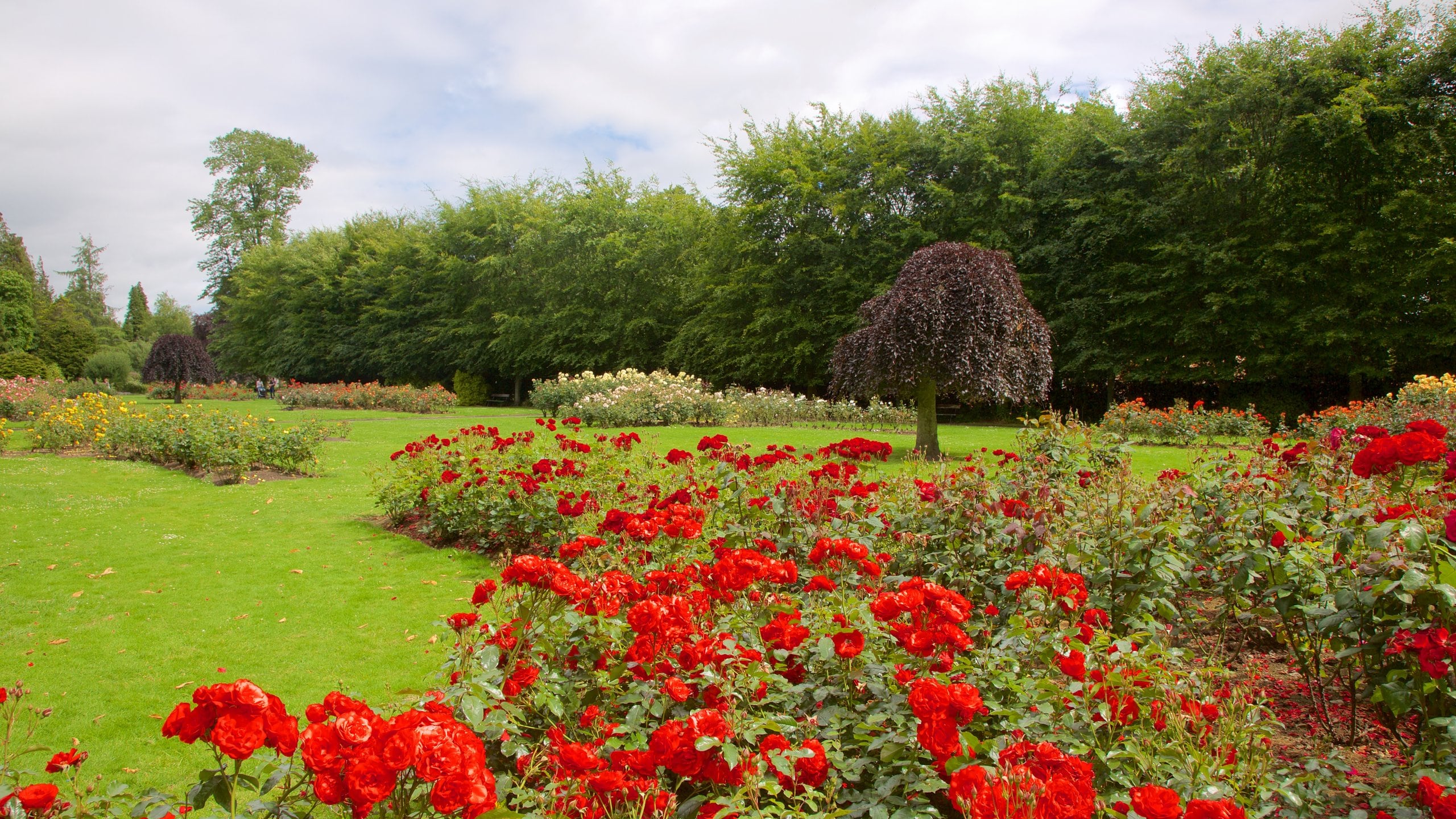 Fitzgerald Park featuring a fountain, flowers and a garden