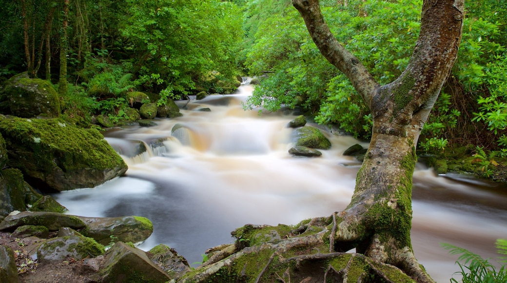 Torc-Wasserfall mit einem Fluss oder Bach und Waldmotive