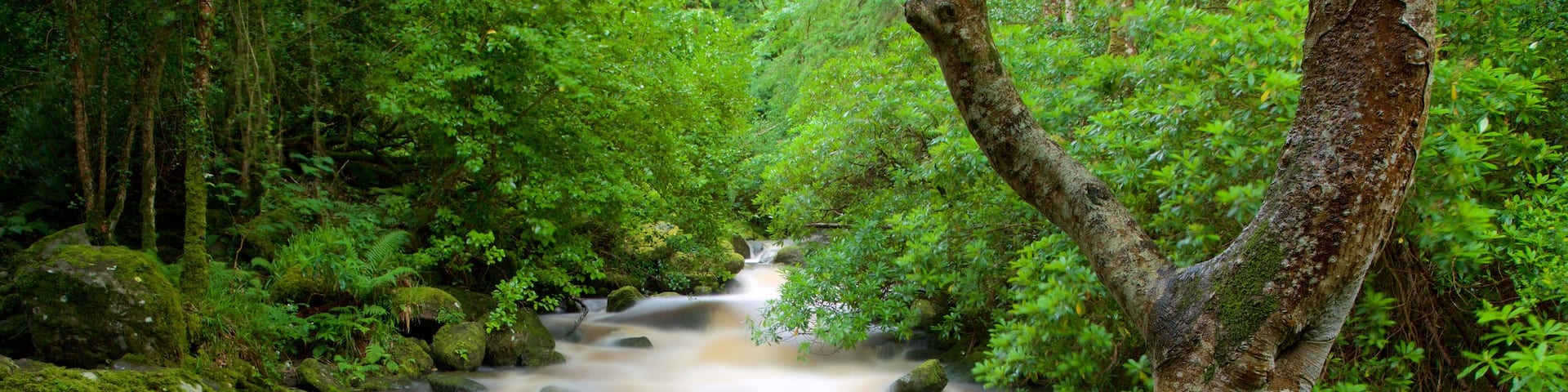 Torc Waterfall featuring forest scenes and a river or creek