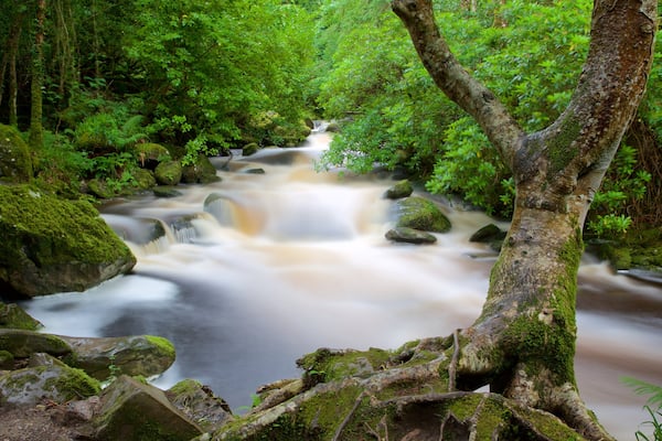 Chutes de Torc mettant en vedette rivière ou ruisseau et forêts