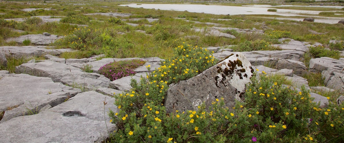 The Burren mostrando flores silvestres y escenas tranquilas
