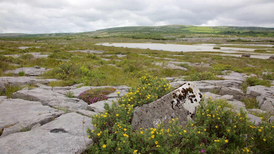 Burren mostrando fiori di campo e paesaggi rilassanti