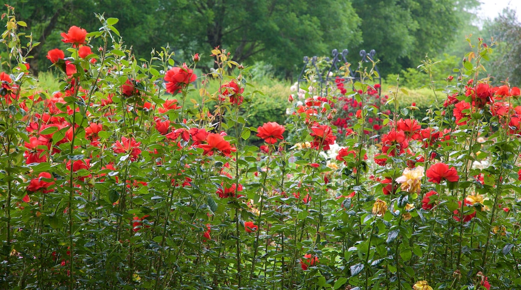 Parque Municipal de Tralee que incluye flores