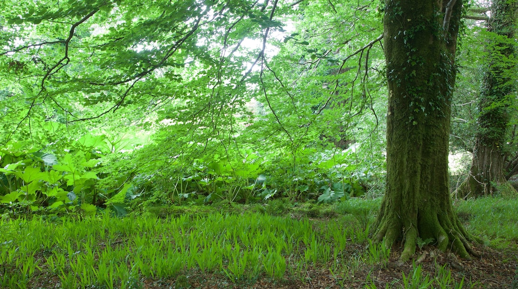 Muckross House which includes a park