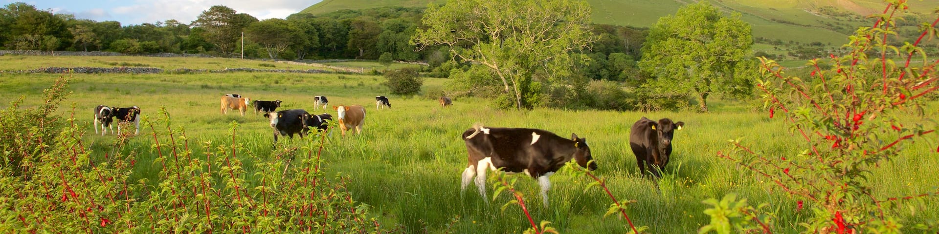Ben Bulben showing tranquil scenes, land animals and mountains