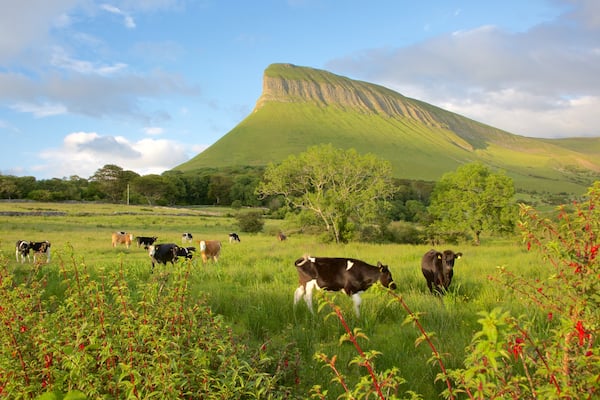 Ben Bulben qui includes animaux terrestres, scĂšnes tranquilles et montagnes