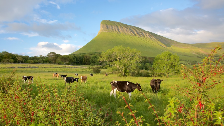 Ben Bulben som viser bjerge, landdyr og fredfyldte omgivelser