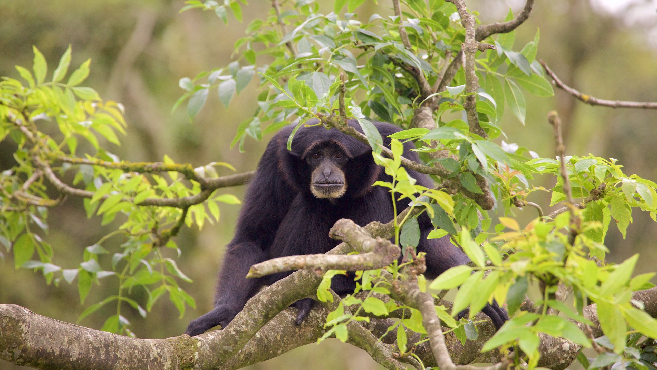 WATCH: Fota Wildlife Park welcomes rare monkeys to Asian Sanctuary