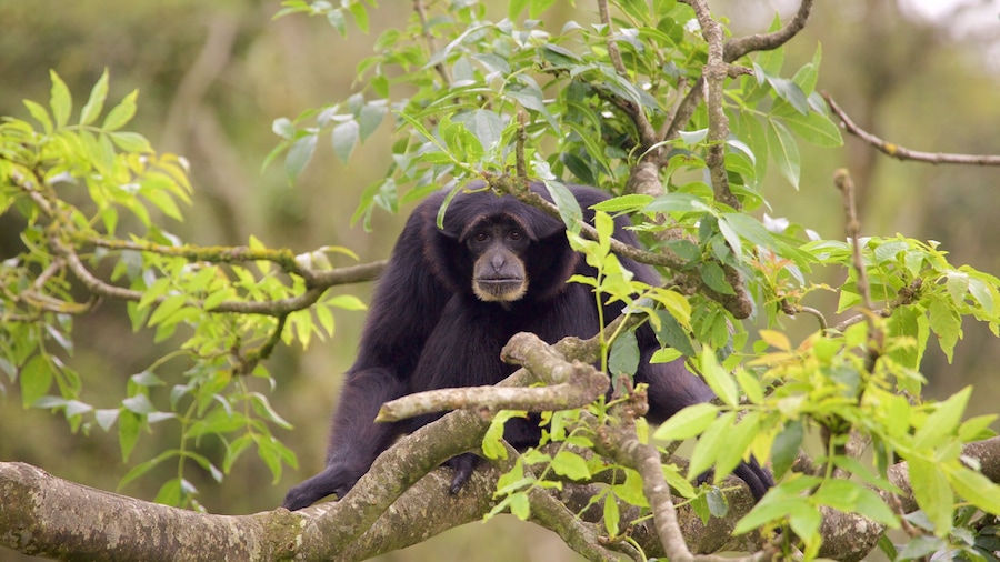 Fota Wildlife Park toont schattige dieren en dierentuindieren