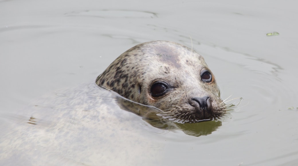 Fota Wildlife Park som inkluderar gulliga djur, en damm och zoodjur