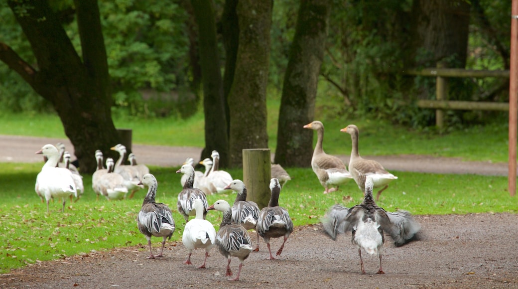 Fota Wildlife Park mostrando vida das aves, um jardim e animais de zoológico