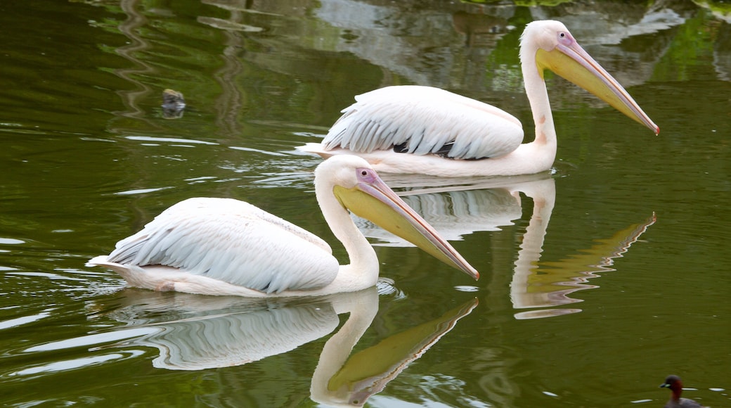 Fota Wildlife Park showing a pond, bird life and zoo animals