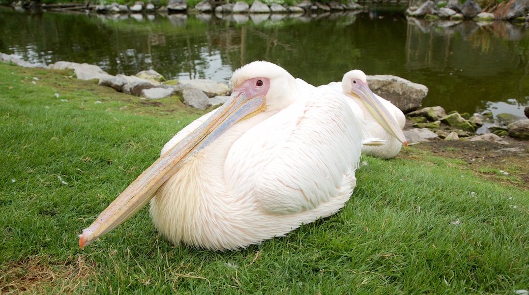 Fota Wildlife Park som visar fåglar, en damm och zoodjur