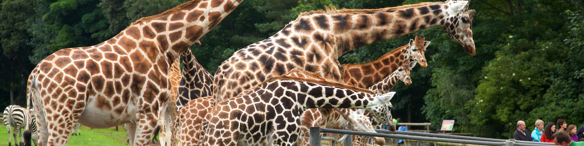 Fota Wildlife Park featuring zoo animals and land animals as well as a small group of people