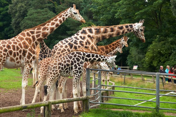 Fota Wildlife Park qui includes animaux de zoo et animaux terrestres aussi bien que petit groupe de personnes