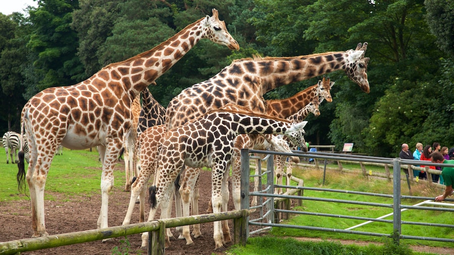 Fota Wildlife Park showing zoo animals and land animals as well as a small group of people