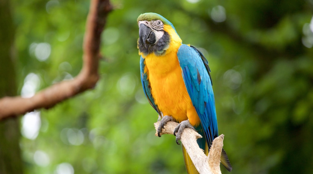 Fota Wildlife Park presenterar zoodjur och fåglar