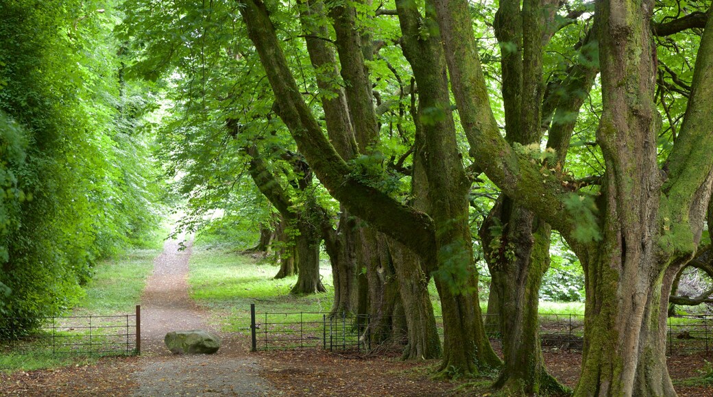 Muckross Abbey which includes a garden and heritage elements