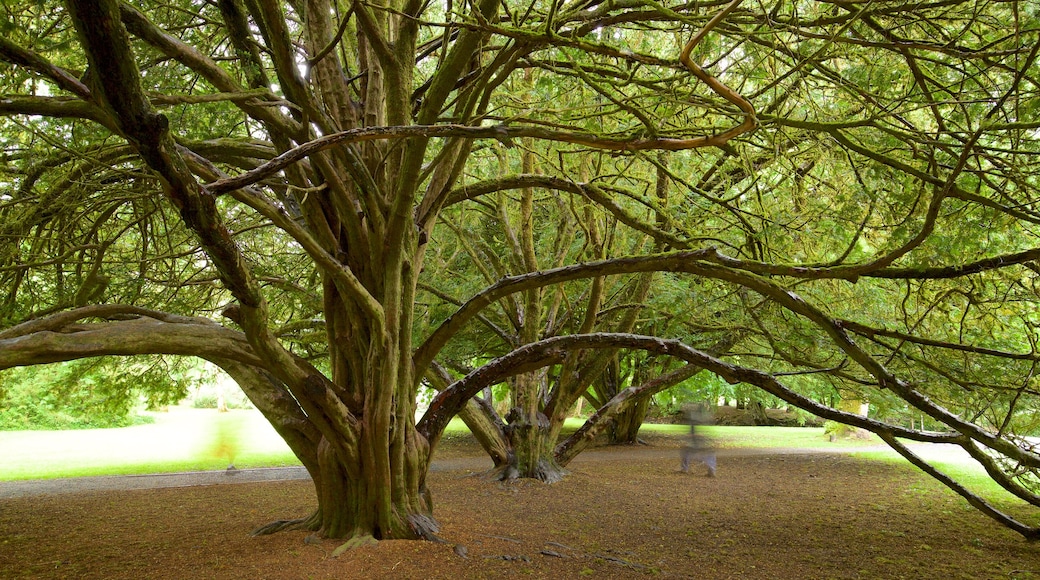 Cong Abbey showing a park