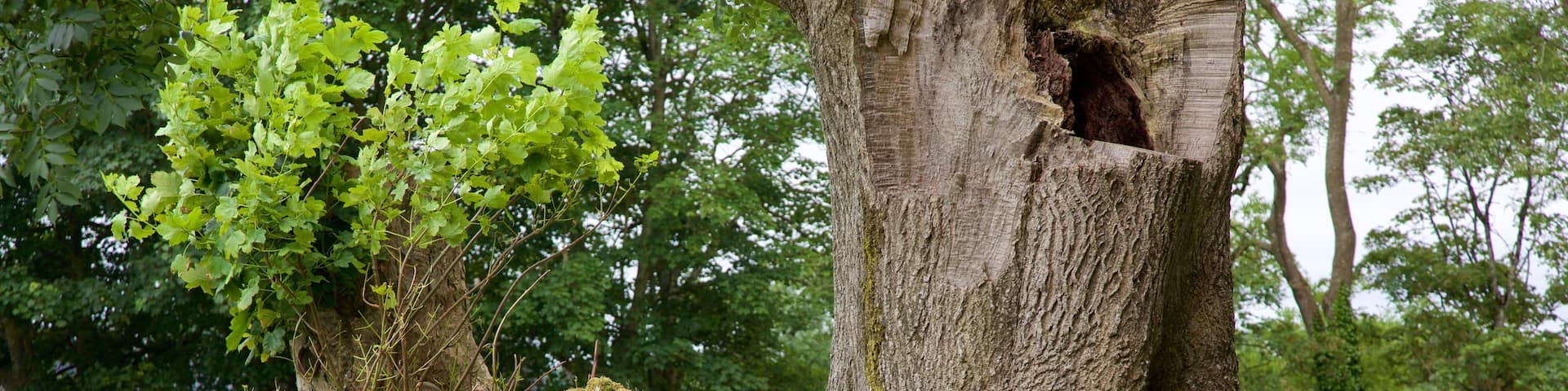 Grange Stone Circle showing a monument and heritage elements