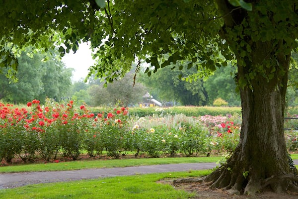 Tralee Town Park mettant en vedette fleurs et jardin