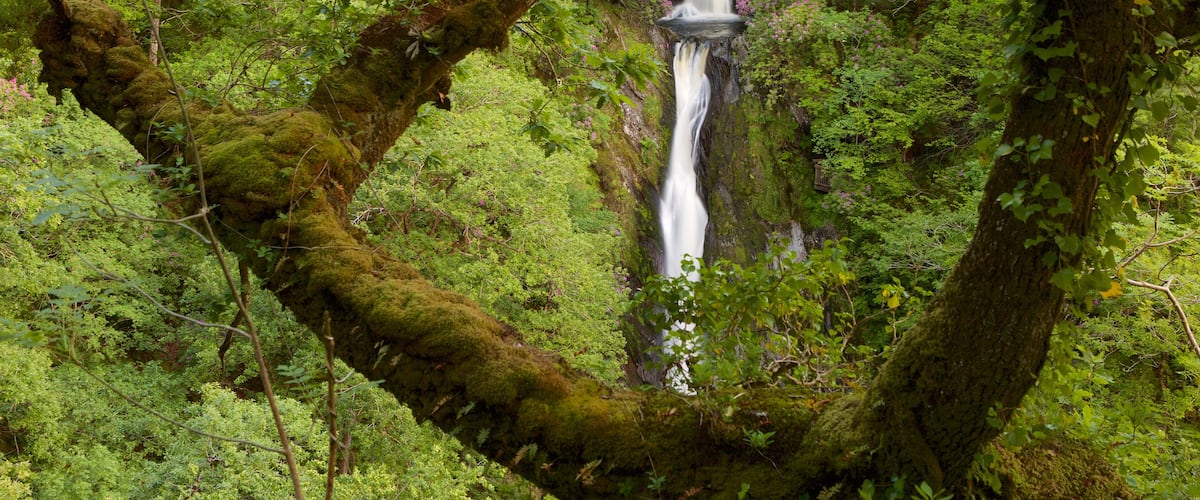 Devil\'s Bridge que inclui uma cascata, cenas de floresta e cenas tranquilas