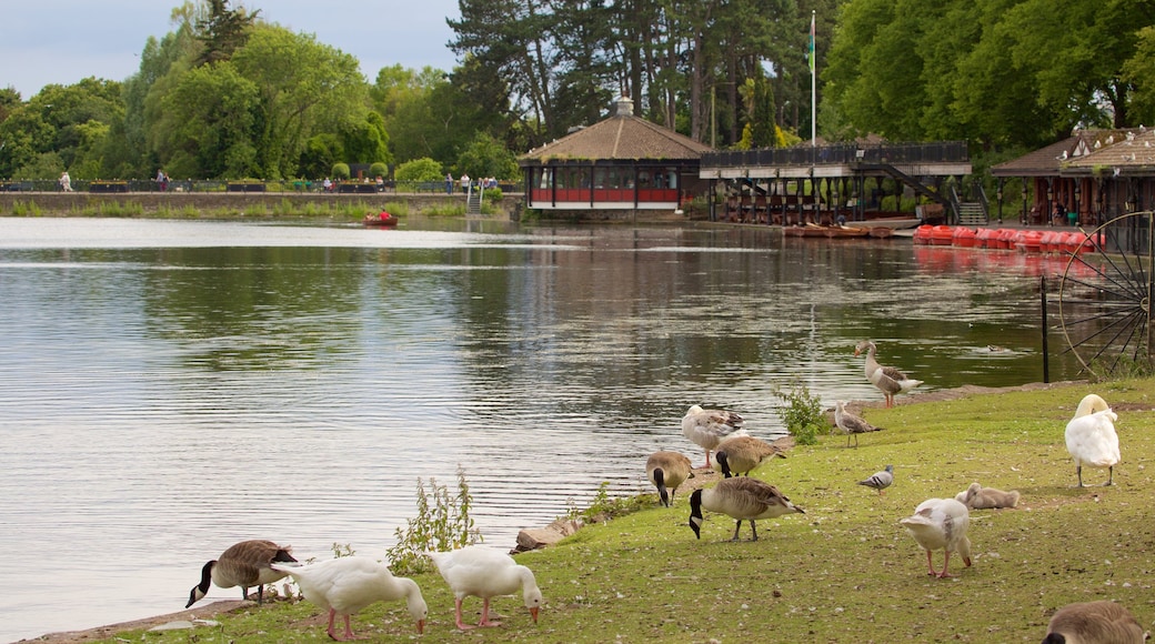Roath 公園 呈现出 湖泊或水池, 可愛或友善的動物 和 公園