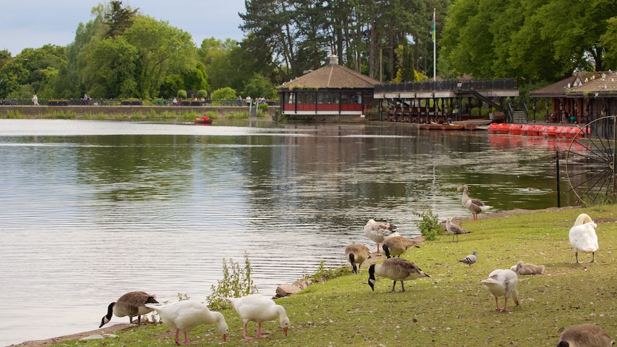 Taman Roath