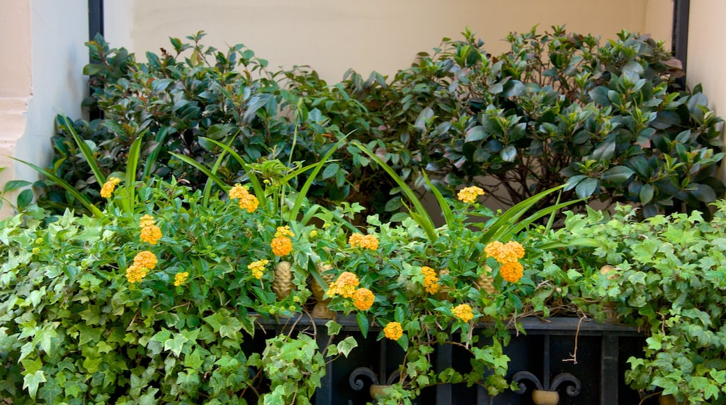 Via Veneto showing flowers