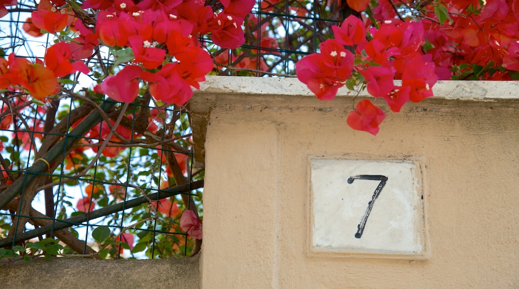 San Giovanni showing flowers and signage