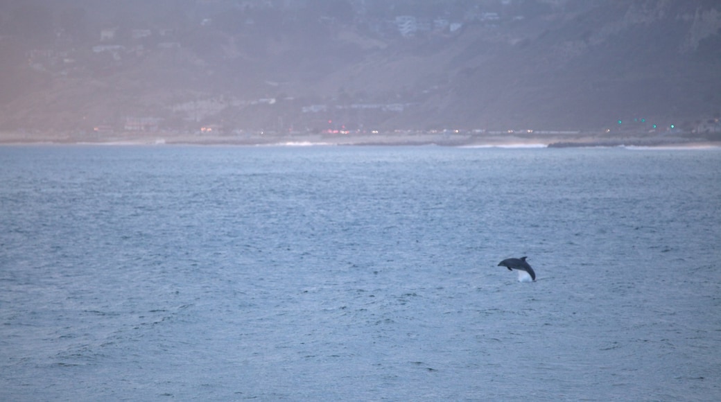 Santa Monica showing general coastal views and marine life