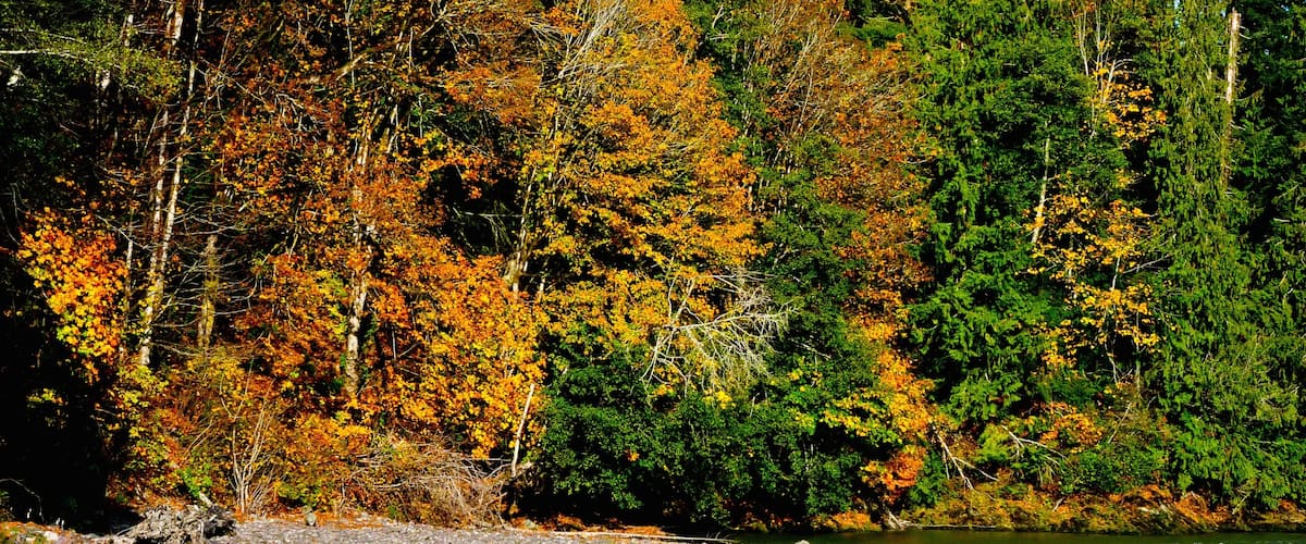 Washington que incluye una playa de guijarros, escenas forestales y hojas de otoño