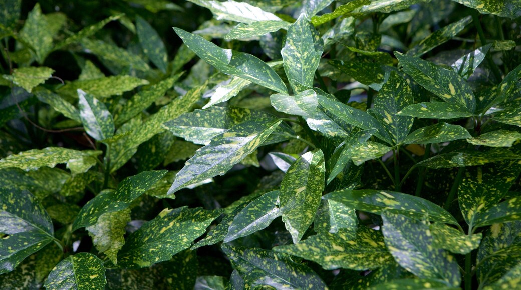 Salisbury mettant en vedette parc