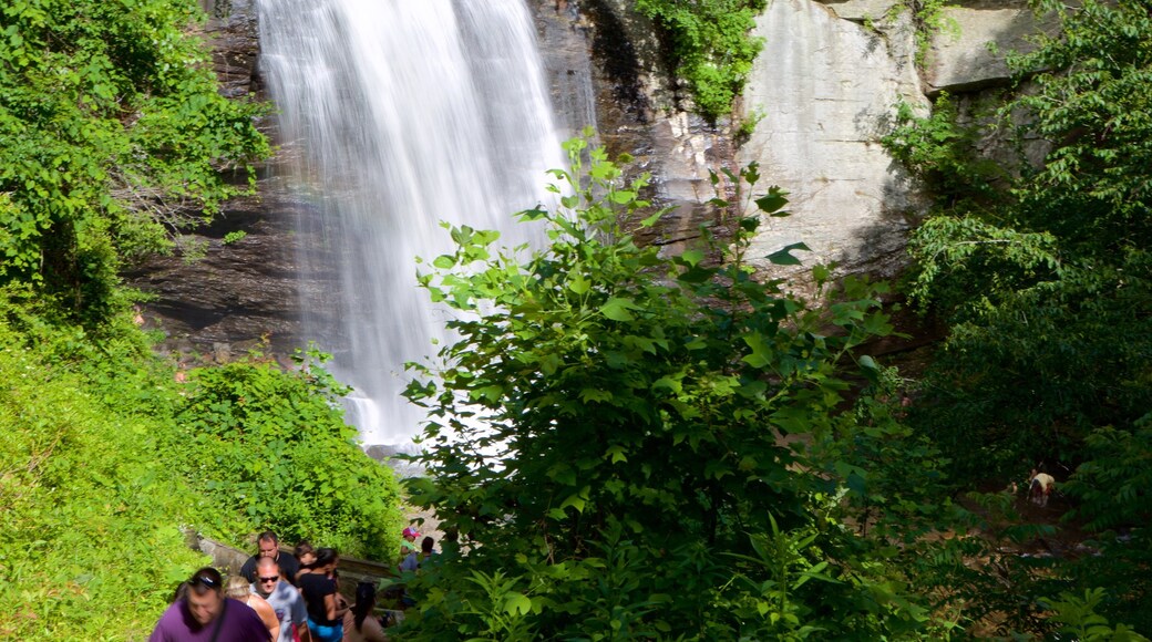Pisgah Forest que incluye senderismo o caminata, una cascada y escenas forestales