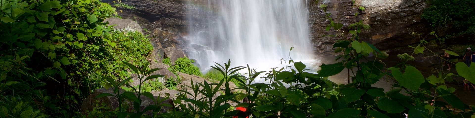 Pisgah Forest welches beinhaltet Wälder und Wasserfall