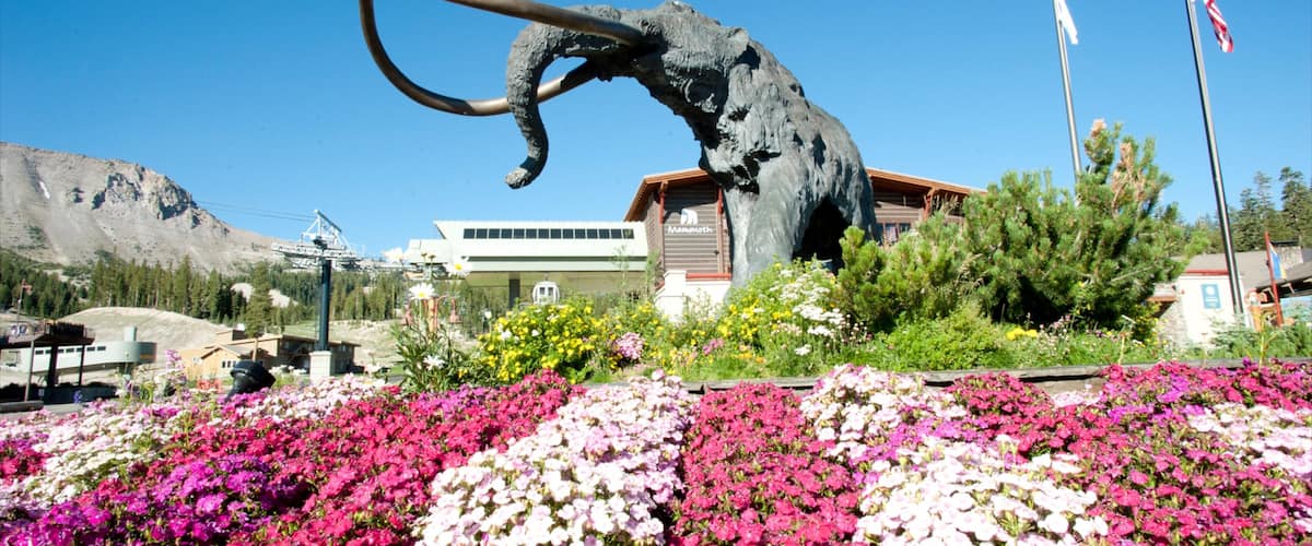 Mammoth Mountain Ski Resort showing flowers, a luxury hotel or resort and a statue or sculpture