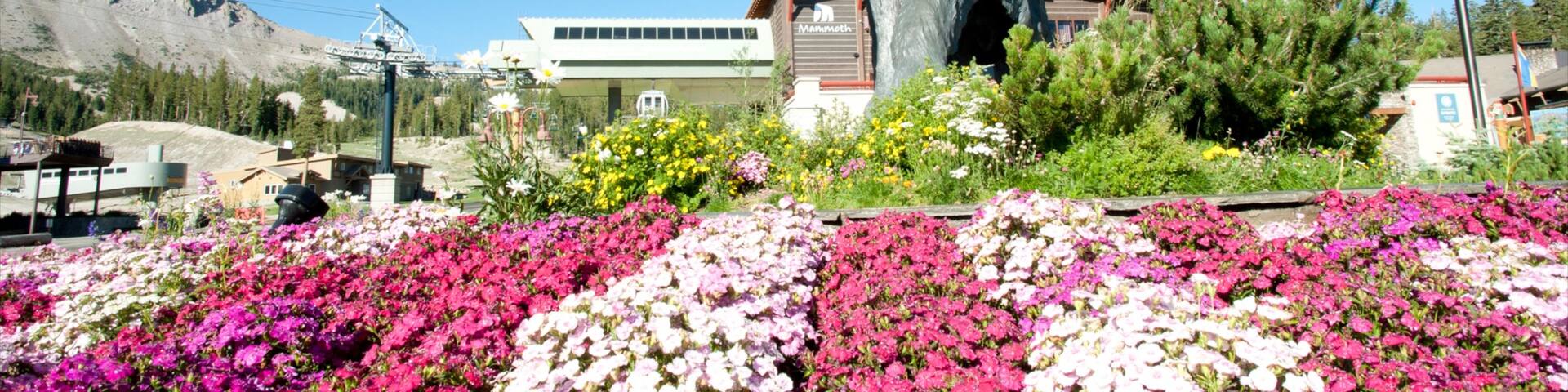 Mammoth Mountain Ski Resort showing flowers, a luxury hotel or resort and a statue or sculpture