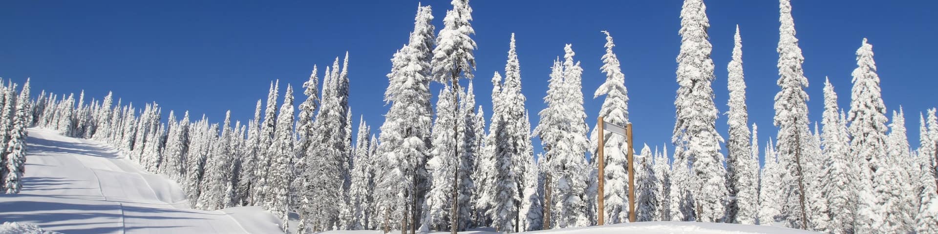 Silver Star Ski Resort which includes forest scenes and snow