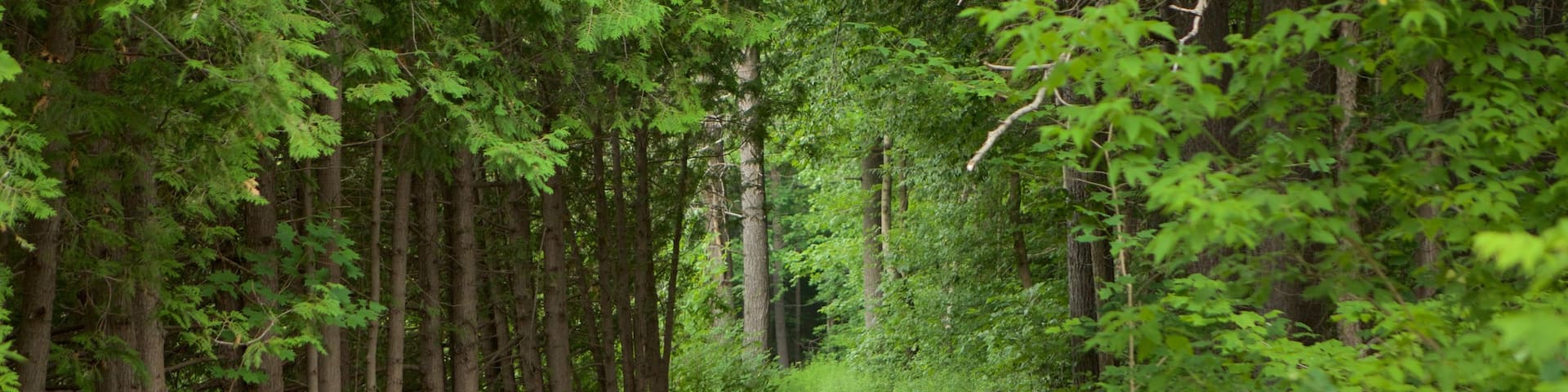 Vaughan mit einem Park