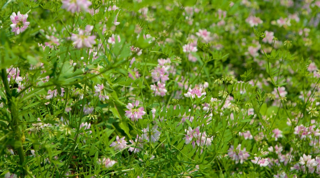 Richmond Hill showing flowers