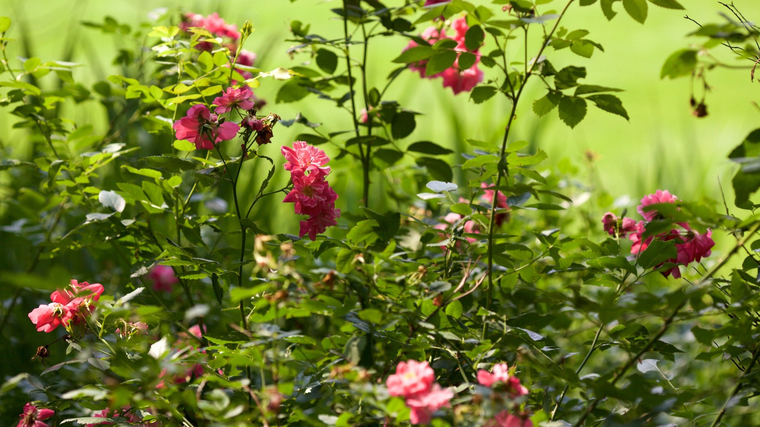 Brampton showing flowers and a park