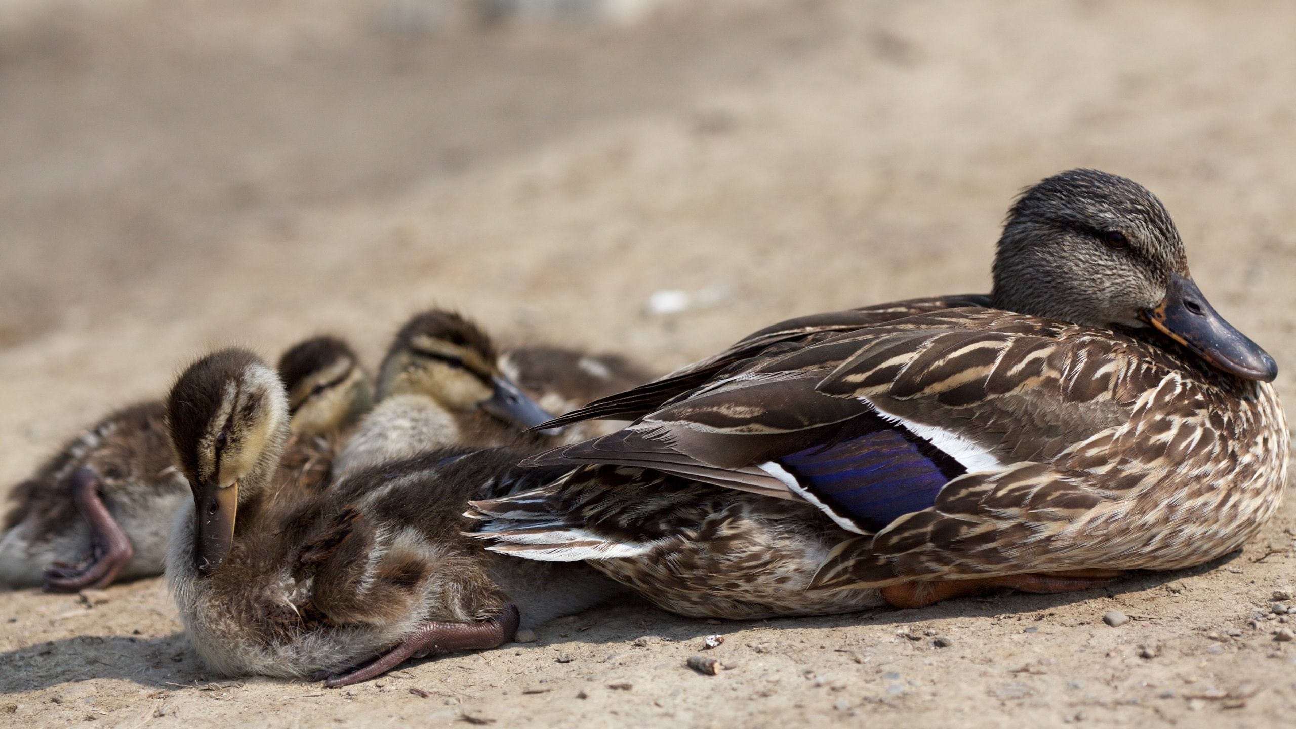 Brampton which includes bird life and cuddly or friendly animals
