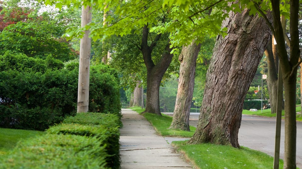Etobicoke featuring street scenes